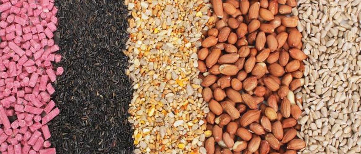 Garden Wildlife Direct